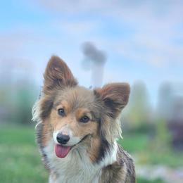 Sequoia - White and red female Pembroke Welsh Corgi puppy in Washington from Castle View Royal Rumps