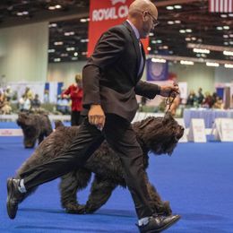 Bouvier des Flandres from G & W Bouviers