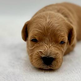 Banana - Red female Cavapoo puppy in La Vernia, Texas from Texas Teddy Bears