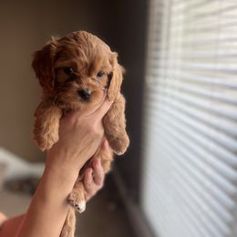 Cavapoo Puppies from Puppylove for Doodles