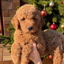 Cupcake - Red  male Goldendoodle puppy in Tucson, Arizona from Adored Poodle & Doodles