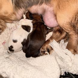 Piebald - Piebald male Dachshund puppy in Canastota, New York from Diamond Dachshunds