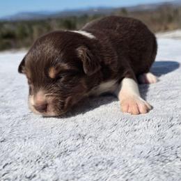 Girl 6 - Black tri-color female Australian Shepherd puppy in Solon, Maine from Mountain Range Australian Shepherds