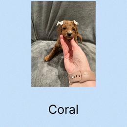 Coral - Red female Irish Doodle puppy in Harrisburg, Arkansas from Ransone’s Ridge Runners Poodles and Doodles