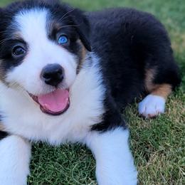 Jade - Australian Shepherd puppy from Kerr Aussies