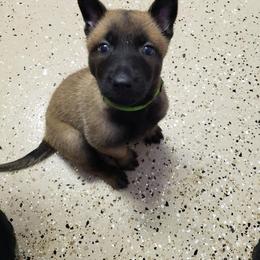 Belgian Malinois from B&D Malinois Kennels