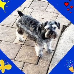 Venus - Miniature Schnauzer