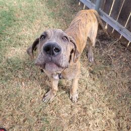 Great Dane Puppies from KD Sweet Southern Danes