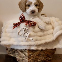Australian Labradoodle Puppies from Clinch River Labradoodles