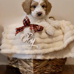 Australian Labradoodle Puppies from Clinch River Labradoodles