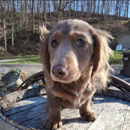 Ivy - Dachshund