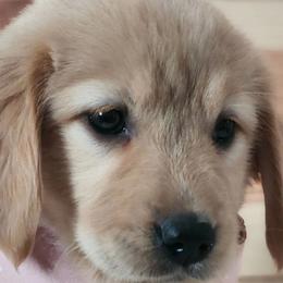 Golden Retrievers from Country Girl Golden Retrievers