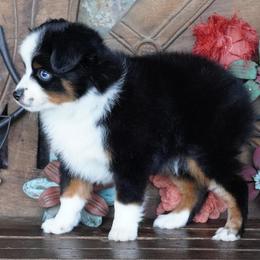 Black Tri - Black tri male Miniature Australian Shepherd puppy in Lawton, Oklahoma from Lindsey’s Aussies