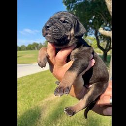 Jag - Black male Great Dane puppy in Weatherford, Texas from Oak Bend Danes