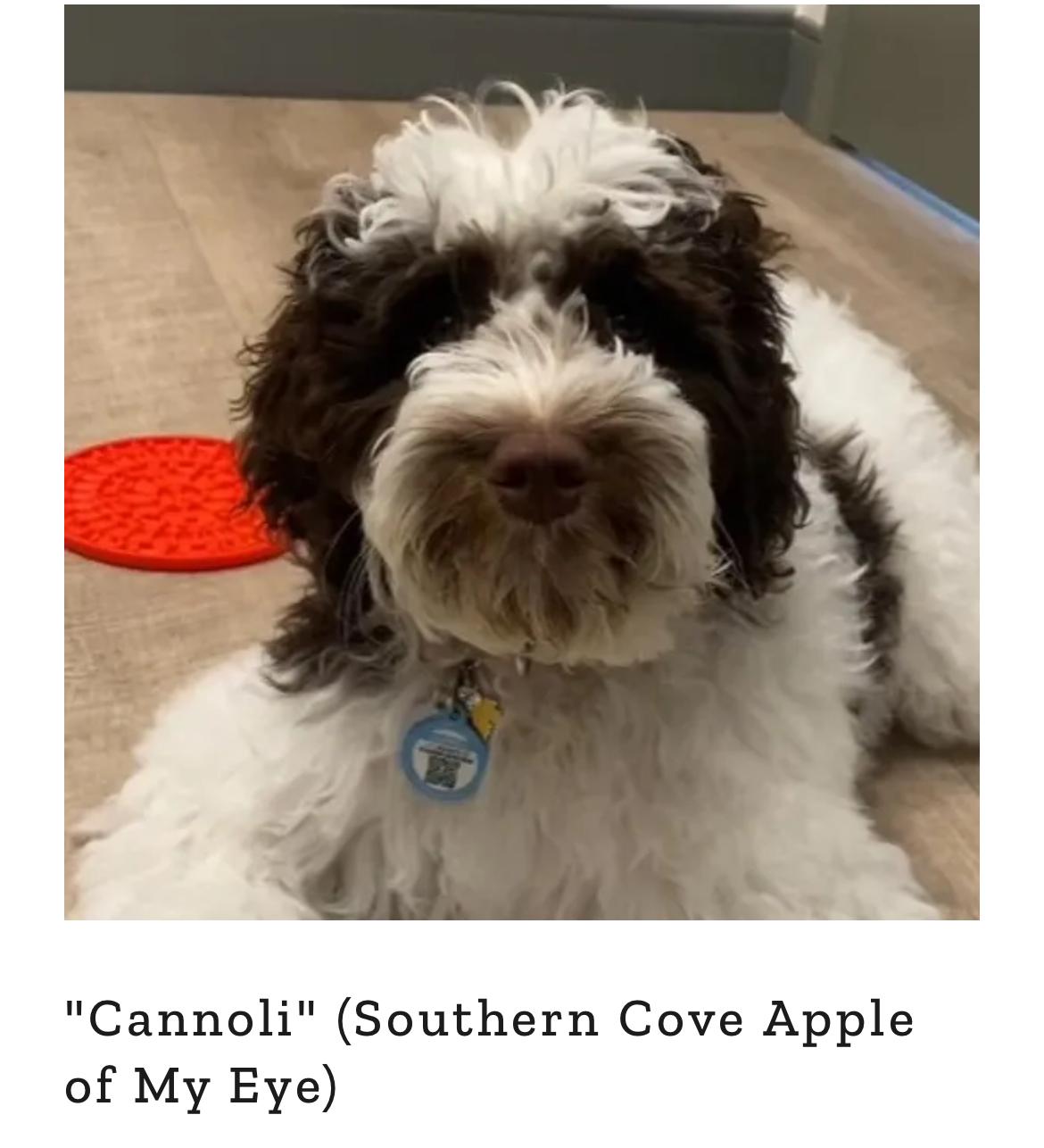 Cannoli