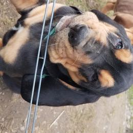 Bloodhound Puppies from Sullivan's Bloodhounds