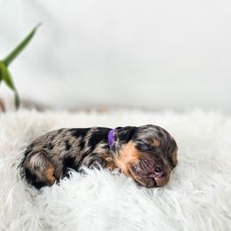 Dagny - Merle female Bernedoodle puppy in Gaylord, Michigan from Dog Mom Co. Doodles