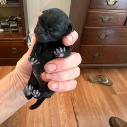 TBD - Black male Pug puppy in Boynton Beach, Florida from Camp Pug