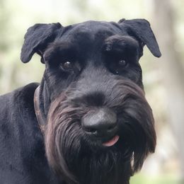Stormie - Giant Schnauzer