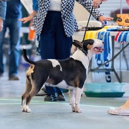 Bull Terriers from Whitney Johnson