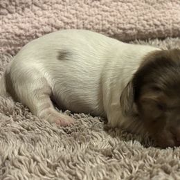 Dachshund Puppies from Whitesboro Dachshund