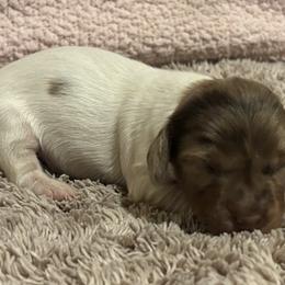 Dachshund Puppies from Whitesboro Dachshund