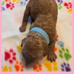 Goldendoodle Puppies from Quentin Brewer
