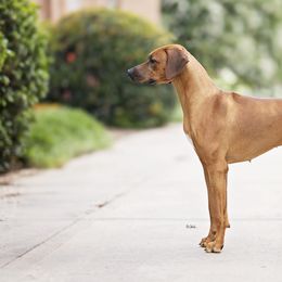 Australian Shepherds, Great Danes, and Rhodesian Ridgebacks from Winners Circle Kennel