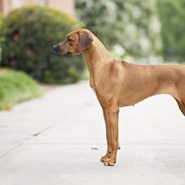 Australian Shepherds, Great Danes, and Rhodesian Ridgebacks from Winners Circle Kennel