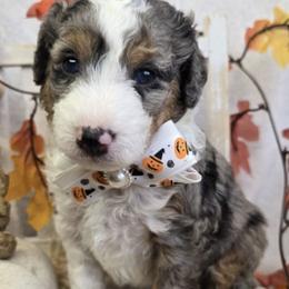 Bernedoodles and Goldendoodles from LaDonna's Doodles