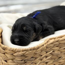 Tater - Black and tan male Giant Schnauzer puppy in Collinsville, Mississippi from Hillside Kennels