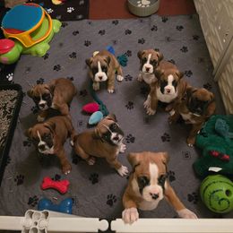 Boxer puppies from Elevated Boxers