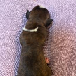Ella Langley - Brindle female Boxer puppy in Willard, North Carolina from Boone’s Boxers of North Carolina
