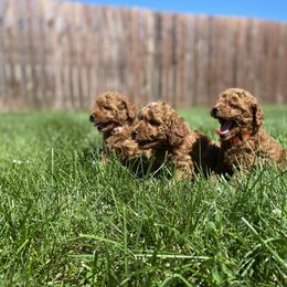 Poodle Puppies from 3C Poodles