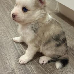 Liberty - Merle female Pomsky puppy in Casa Grande, Arizona from Arizonas Pomsky Squad