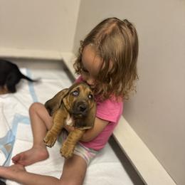 Basset Hound Puppies from Boulder Oak Bassets