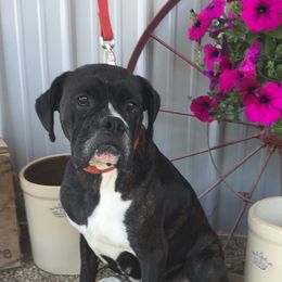 Anatolian Shepherd Dogs and Boxers from Country View Meadows Kennel