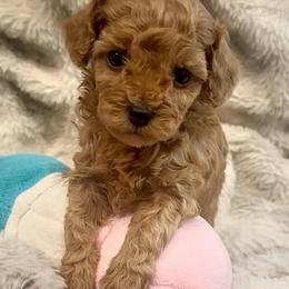 Higgins - Red  male Poodle puppy in Traverse City, Michigan from Riyem Wildflower Farms