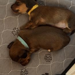 Dachshund Puppies from Mountain Thyme Homestead