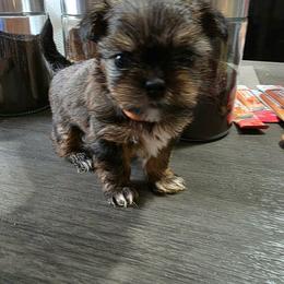 Suma - Black and tan male Yorkshire Terrier puppy in Bruceville, Indiana from Baby Girl’s Yorkies, Shih-Tzu, Shorkies