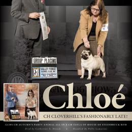 Chloe’ - Pug