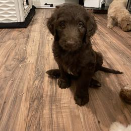 Labradoodle Puppies from CC Labradoodles