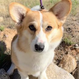 Cooper - Pembroke Welsh Corgi