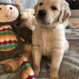 Goldendoodle Puppies from Kellee's Goldendoodles