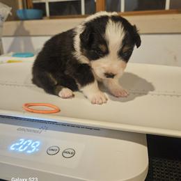 Girl 3 - female Australian Shepherd puppy in Wauneta, Nebraska from 4H Aussies