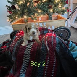 Cockapoo Puppies from 4W’s F2 Cockapoos