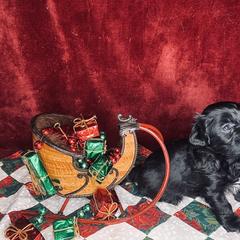 Havana Silk Dog Puppies from Joyful Heart Silks