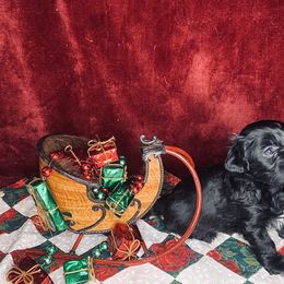 Havana Silk Dog Puppies from Joyful Heart Silks