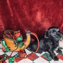 Havana Silk Dog Puppies from Joyful Heart Silks