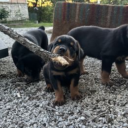 Rottweiler Puppies from Cross Creek Rottweilers